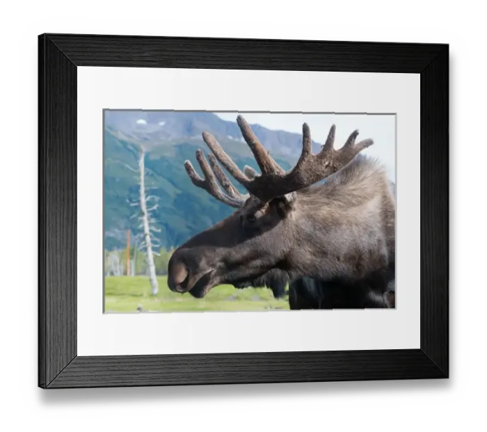 Framed Print : Up close and personal with a Moose (Alces alces) at the Alaska Wildlife Conservation Center Framed Print : Up close and personal with a Moose (Alces alces) at the Alaska Wildlife Conservation Center