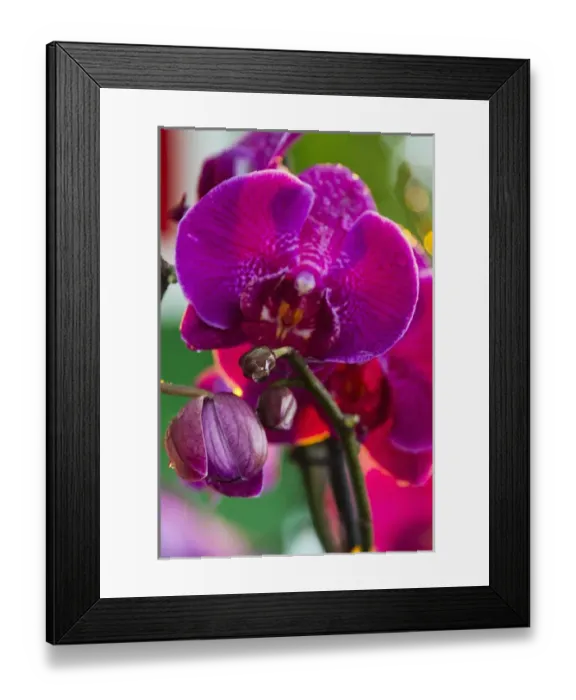 Framed Print : Orchid, Paramaribo, Suriname Framed Print : Orchid, Paramaribo, Suriname