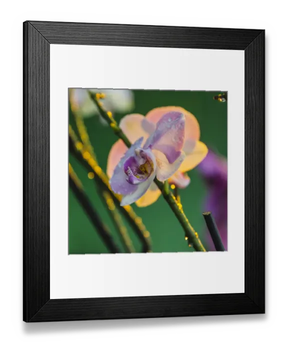 Framed Print : Orchid, Paramaribo, Suriname Framed Print : Orchid, Paramaribo, Suriname