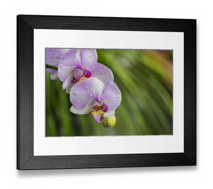 Framed Print : Orchid, Paramaribo, Suriname Framed Print : Orchid, Paramaribo, Suriname