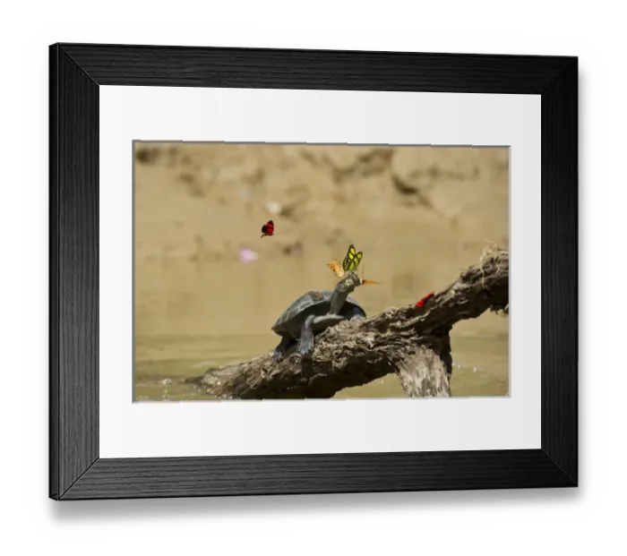 Framed Print : Yellow-spotted River Turtle (Podocnemis unifilis) & Butterflies, Yasuni National Park Framed Print : Yellow-spotted River Turtle (Podocnemis unifilis) & Butterflies, Yasuni National Park