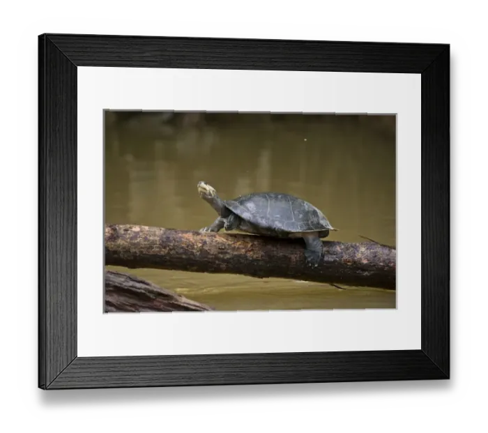 Framed Print : Yellow-spotted River Turtle (Podocnemis unifilis), Yasuni National Park, Amazon Rainforest, ECUADOR Framed Print : Yellow-spotted River Turtle (Podocnemis unifilis), Yasuni National Park, Amazon Rainforest, ECUADOR