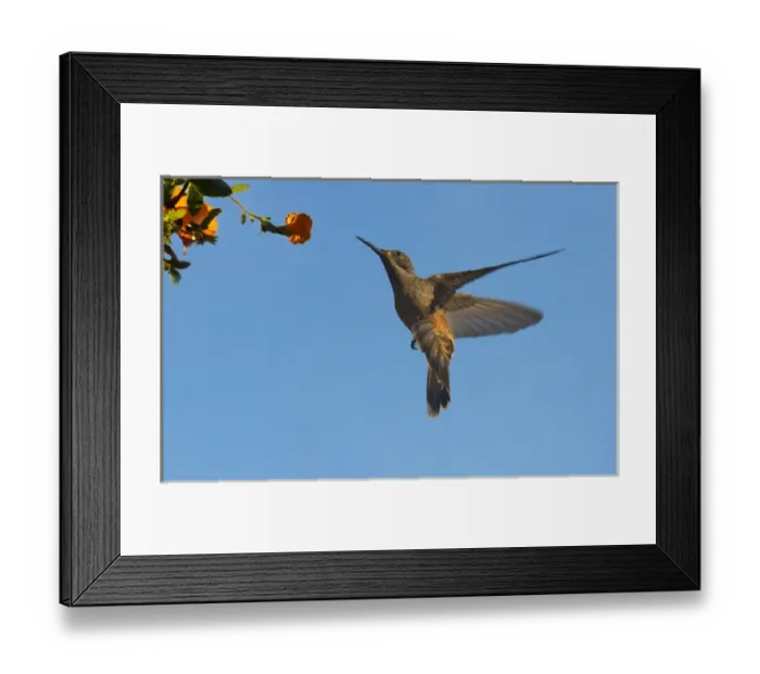 Framed Print : Hummingbrid, Venezuela