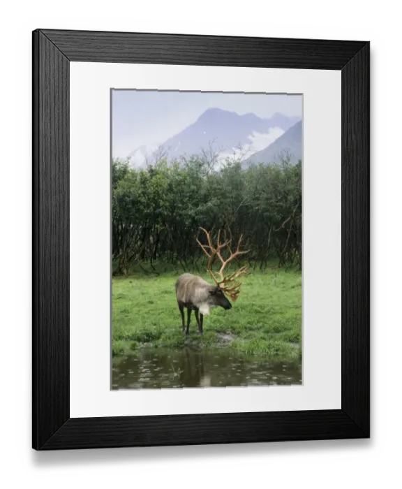 Framed Print : Reindeer grazing in a grass meadow stands next to a pond, Alaska Wildlife Conservation Center Framed Print : Reindeer grazing in a grass meadow stands next to a pond, Alaska Wildlife Conservation Center