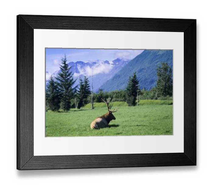 Framed Print : Elk bull laying down in a pristine grass meadow with glacial mountains, Alaska Wildlife Framed Print : Elk bull laying down in a pristine grass meadow with glacial mountains, Alaska Wildlife