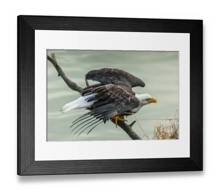 Framed Print : USA, Alaska, Chilkat Bald Eagle Preserve Framed Print : USA, Alaska, Chilkat Bald Eagle Preserve