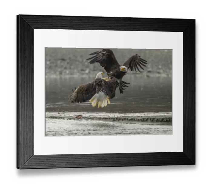 Framed Print : USA, Alaska, Chilkat Bald Eagle Preserve. Bald eagles fighting in the air. Credit as Framed Print : USA, Alaska, Chilkat Bald Eagle Preserve. Bald eagles fighting in the air. Credit as