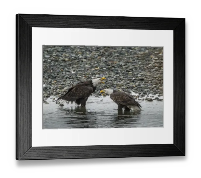 Framed Print : USA, Alaska, Chilkat Bald Eagle Preserve