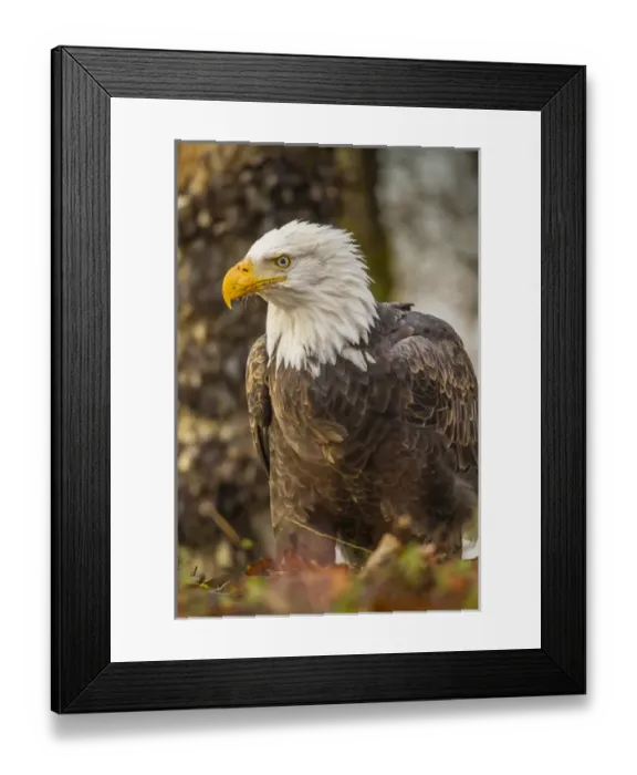 Framed Print : USA, Alaska, Chilkat Bald Eagle Preserve Framed Print : USA, Alaska, Chilkat Bald Eagle Preserve
