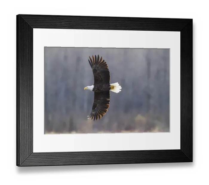 Framed Print : USA, Alaska, Chilkat Bald Eagle Preserve