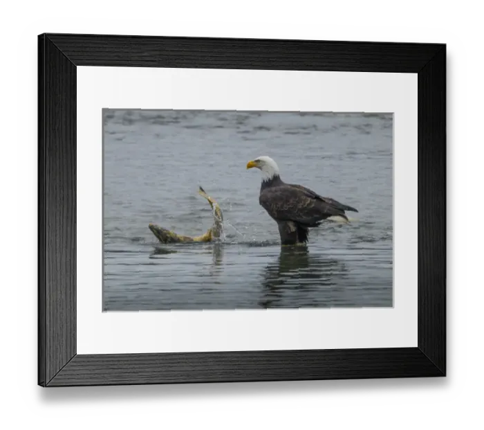 Framed Print : USA, Alaska, Chilkat Bald Eagle Preserve. Bald eagle watching with salmon prey. Credit as Framed Print : USA, Alaska, Chilkat Bald Eagle Preserve. Bald eagle watching with salmon prey. Credit as