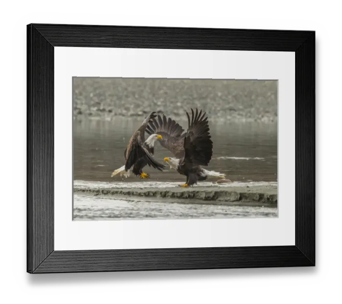 Framed Print : USA, Alaska, Chilkat Bald Eagle Preserve Framed Print : USA, Alaska, Chilkat Bald Eagle Preserve