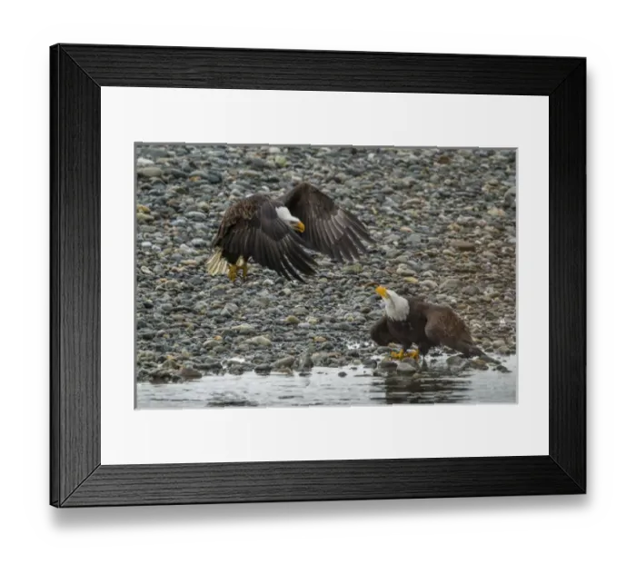 Framed Print : USA, Alaska, Chilkat Bald Eagle Preserve Framed Print : USA, Alaska, Chilkat Bald Eagle Preserve
