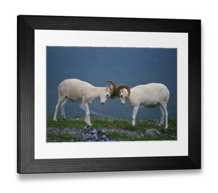 Framed Print : Dall Rams(Ovis dalli) jousting on ridge, Denali National Park, Alaska