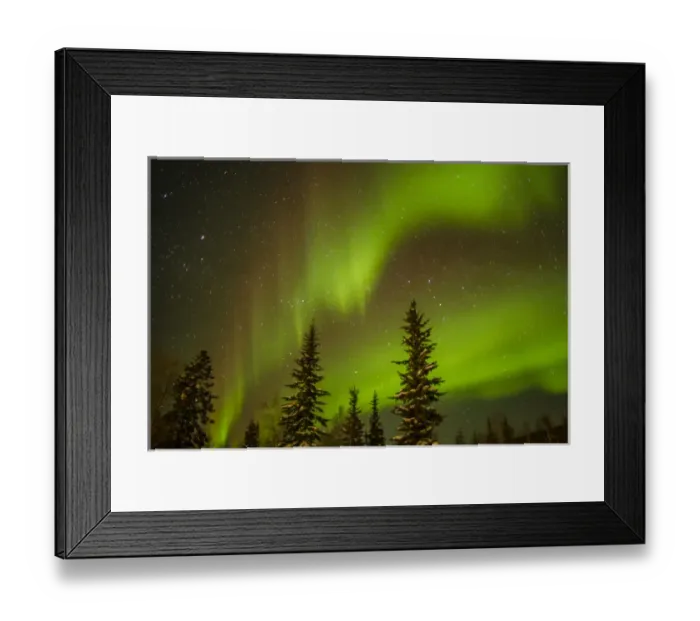 Framed Print : USA, Alaska. Aurora borealis over spruce forest Framed Print : USA, Alaska. Aurora borealis over spruce forest