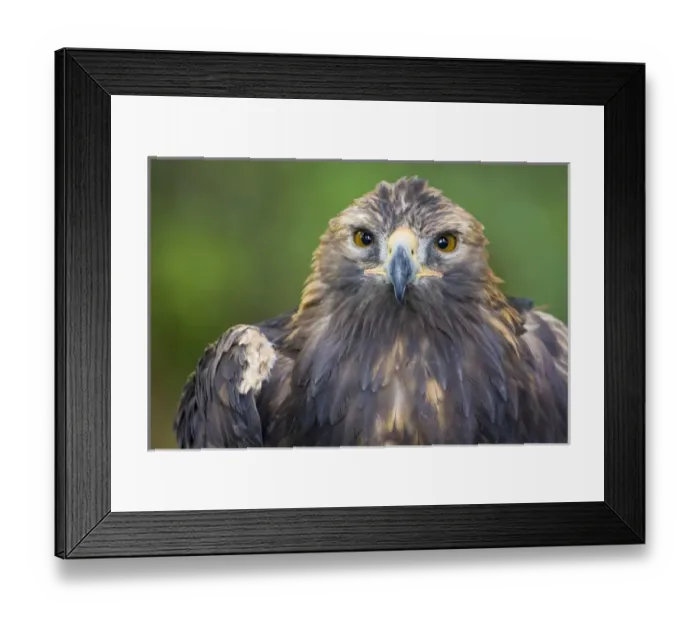 Framed Print : Raptor Center, Sitka, Alaska. Close-up of a golden eagle Framed Print : Raptor Center, Sitka, Alaska. Close-up of a golden eagle