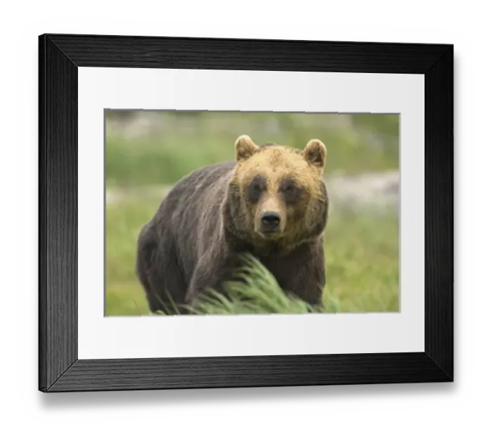 Framed Print : An alaskan brown bear stares intently at camera Framed Print : An alaskan brown bear stares intently at camera