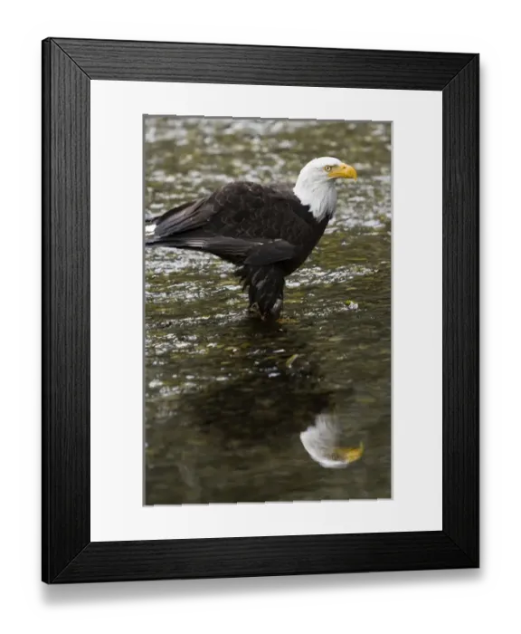 Framed Print : Raptor Center, Sitka, Alaska. Close-up of a bald eagle standing in river Framed Print : Raptor Center, Sitka, Alaska. Close-up of a bald eagle standing in river