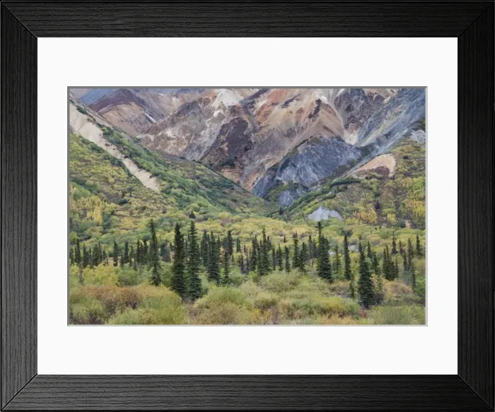 Framed Print : USA Alaska Fall Foliage Sheep Mountain