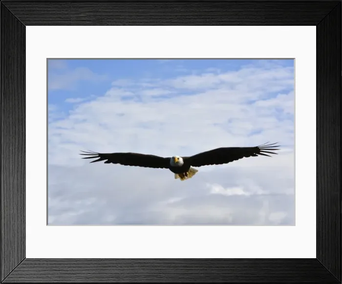 Framed Print : USA, Alaska, Southeast, Ketchikan, Bald Eagle