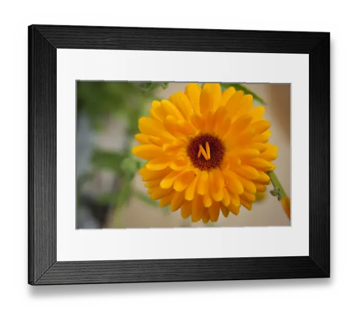 Framed Print : Fallen petals land in the center of this Marigold Framed Print : Fallen petals land in the center of this Marigold