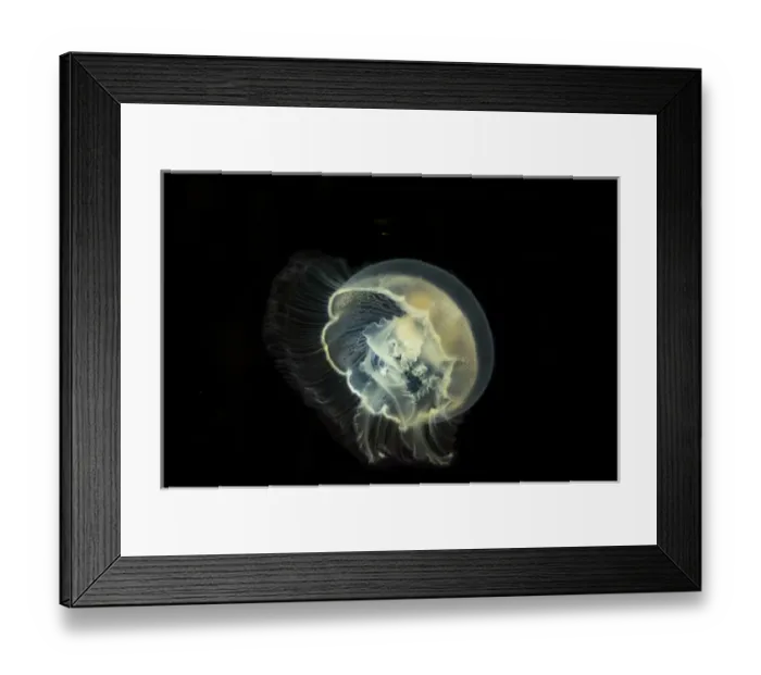 Framed Print : Detailed and bright biluminescence of this moon jelly fish Framed Print : Detailed and bright biluminescence of this moon jelly fish