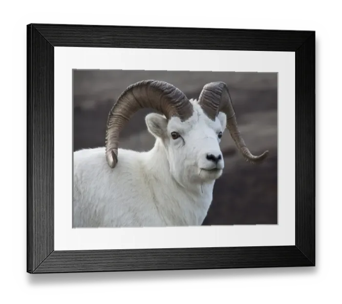 Framed Print : USA Alaska Denali National Park Big Horn Sheep Framed Print : USA Alaska Denali National Park Big Horn Sheep
