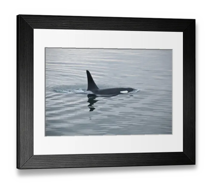 Framed Print : USA, Alaska, Inside Passage, Orcas Cruising Framed Print : USA, Alaska, Inside Passage, Orcas Cruising