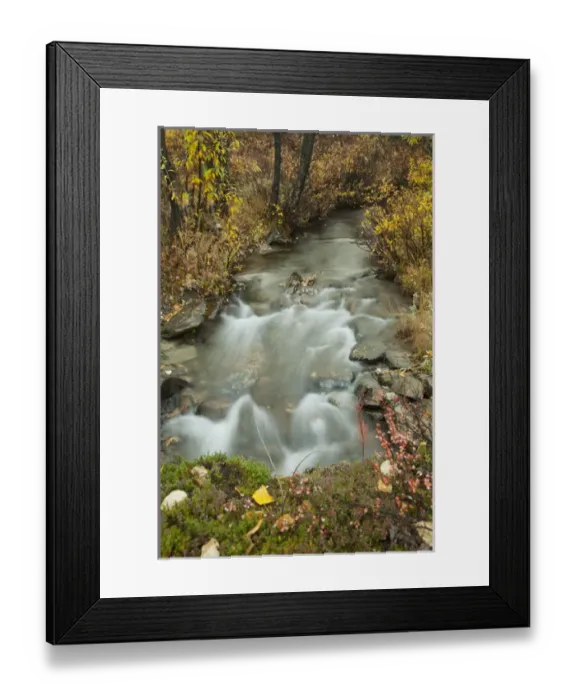 Framed Print : USA Alaska Fall Foliage Framed Print : USA Alaska Fall Foliage