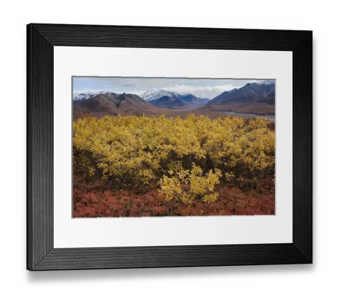 Framed Print : USA Alaska Fall Foliage
