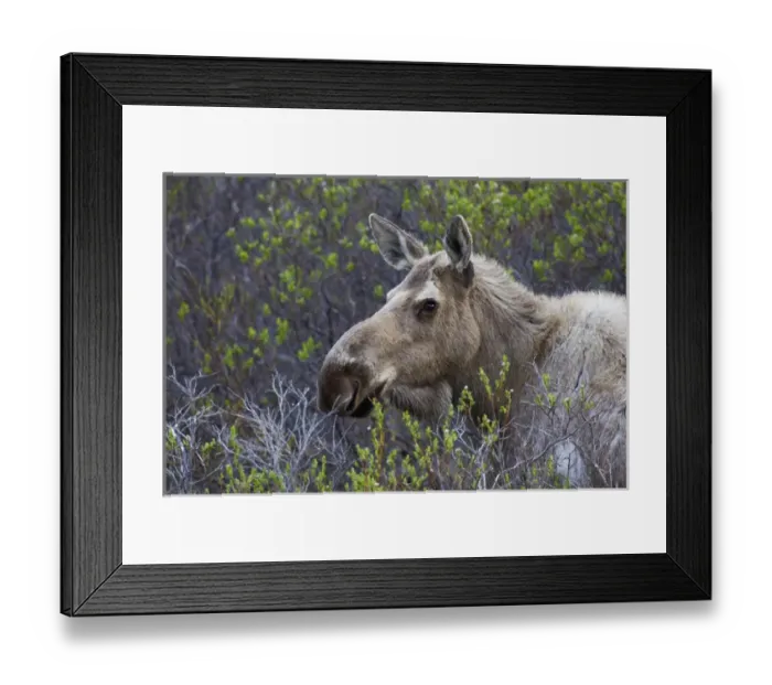 Framed Print : Alaskan Cow Moose Framed Print : Alaskan Cow Moose