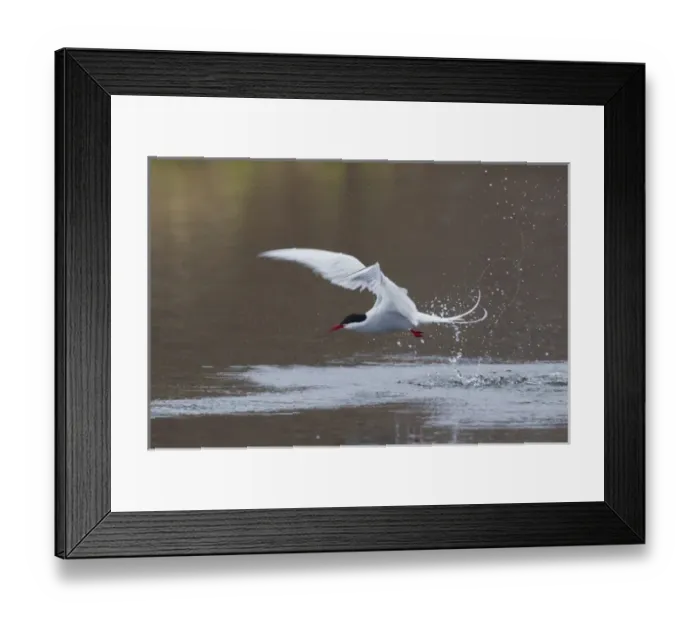 Framed Print : Arctic Tern Fishing Framed Print : Arctic Tern Fishing