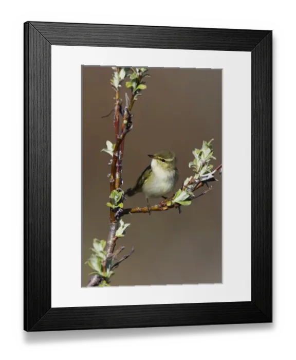 Framed Print : Arctic Warbler Framed Print : Arctic Warbler