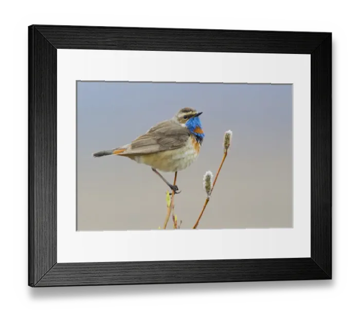 Framed Print : Bluethroat (male) Framed Print : Bluethroat (male)