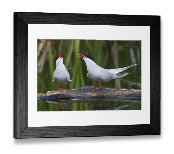Framed Print : Arctic Tern Pair Framed Print : Arctic Tern Pair