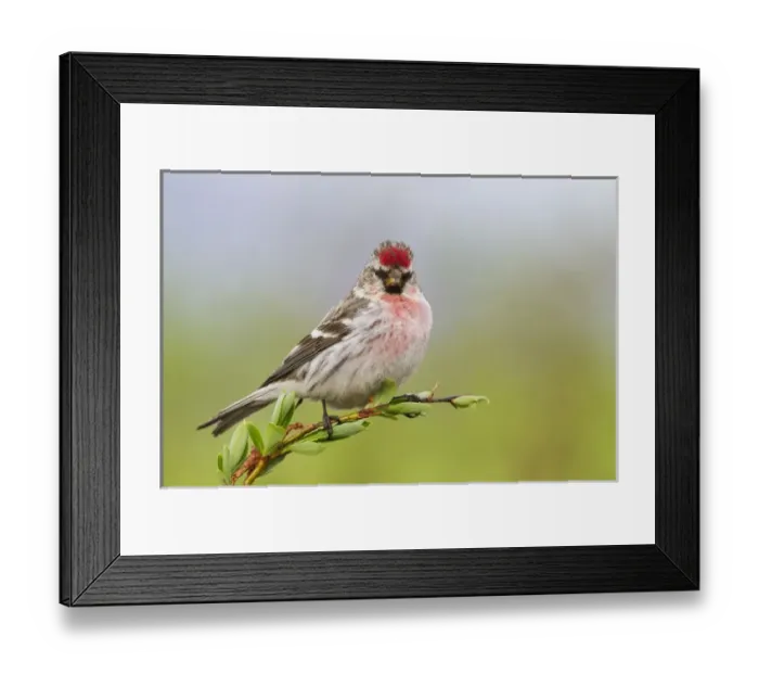 Framed Print : Horay Redpole