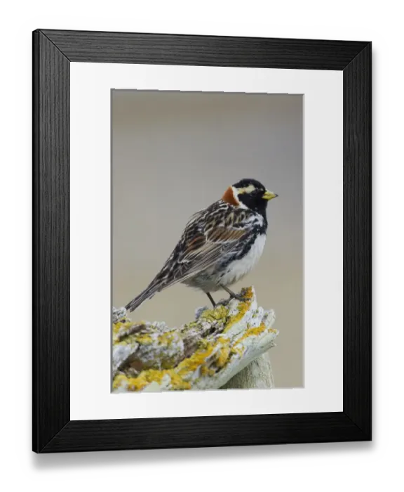 Framed Print : Lapland Longspur