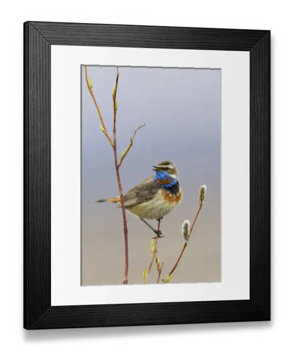 Framed Print : Bluethroat Singing Framed Print : Bluethroat Singing
