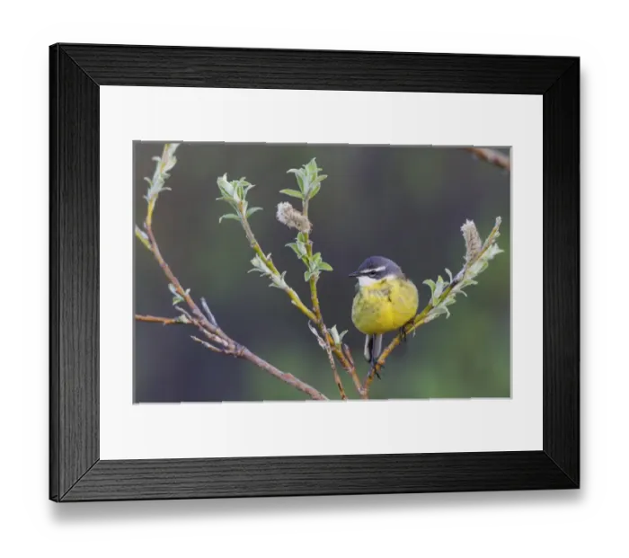 Framed Print : Eastern Yellow Wagtail