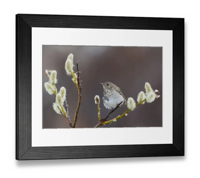 Framed Print : Gray-cheeked Thrush Framed Print : Gray-cheeked Thrush