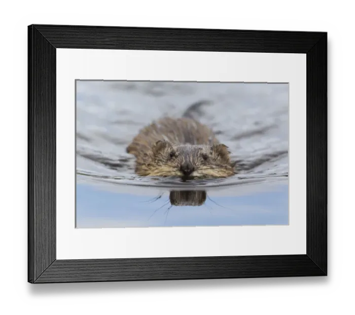 Framed Print : Muskrat Swimming