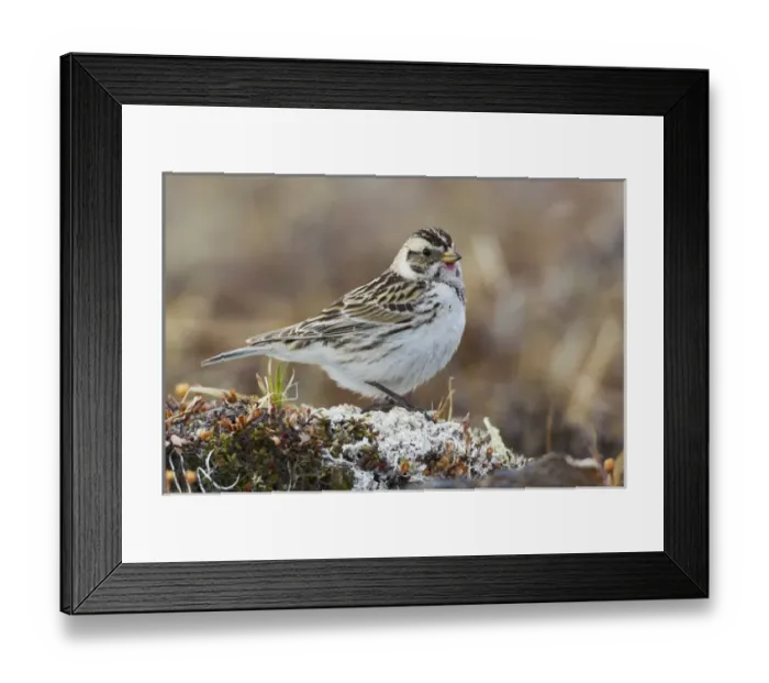 Framed Print : Lapland Longspur (female) Framed Print : Lapland Longspur (female)