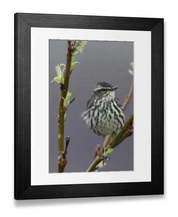 Framed Print : Northern Waterthrush Framed Print : Northern Waterthrush