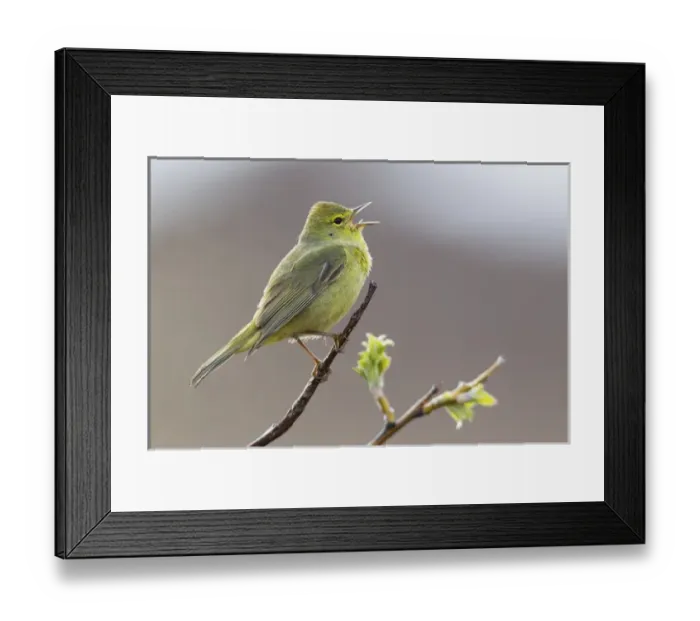 Framed Print : Orange-crowned Warbler Singing
