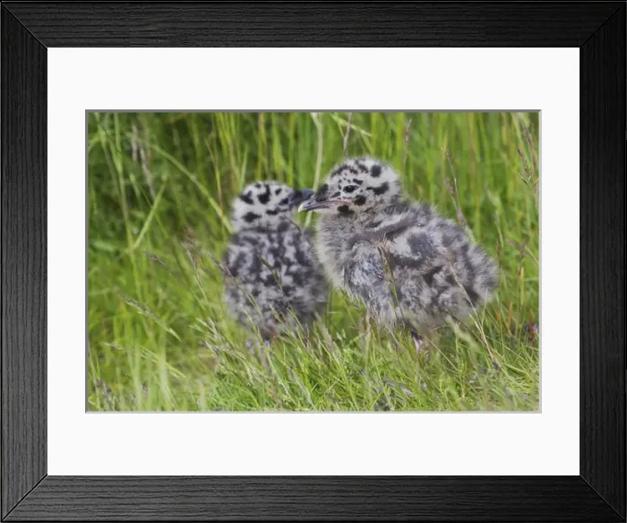Framed Print : Mew Gull Chicks