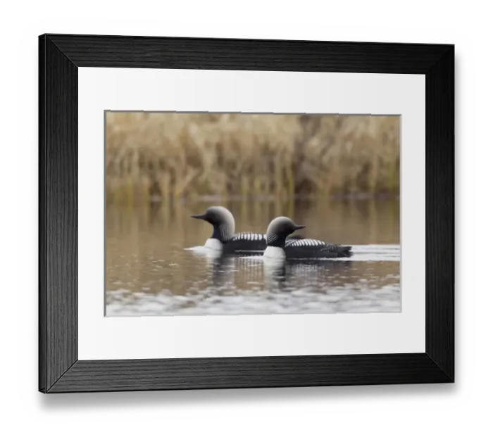 Framed Print : Pacific Loon Pair Framed Print : Pacific Loon Pair