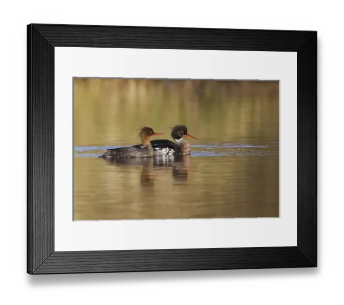 Framed Print : Red-breasted Merganser Pair Framed Print : Red-breasted Merganser Pair