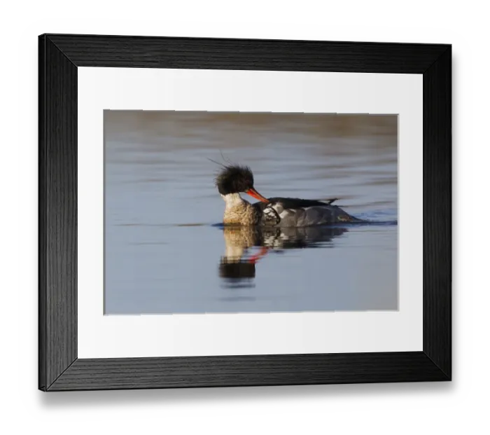 Framed Print : Red-breasted Merganser Preening