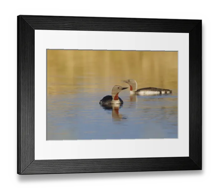 Framed Print : Red-throated Loon Pair Framed Print : Red-throated Loon Pair
