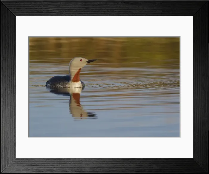 Framed Print : Red-throated Loon Framed Print : Red-throated Loon